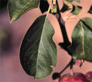 Common Apple