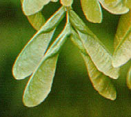 Boxelder  (Ash-Leafed Maple)