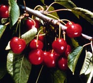 Sweet Cherry (Mazzard Cherry, European Cherry)