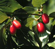 Cornelian Cherry Dogwood