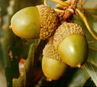 Chestnut Oak (Rock Chestnut Oak)