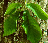 Chestnut Oak (Rock Chestnut Oak)