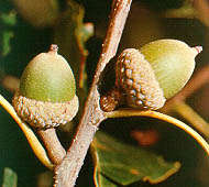 Chinquapin Oak (Yellow Oak)