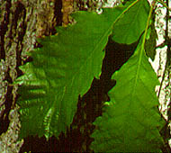 Chinquapin Oak (Yellow Oak)