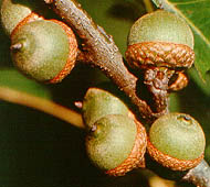 Pin Oak