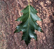 Red Oak (Northern Red Oak)