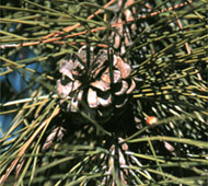 Red Pine  (Norway Pine)