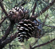 Shortleaf Pine (Yellow Pine)