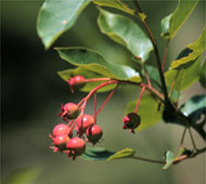 Downy Serviceberry (Juneberry, Shadbush)