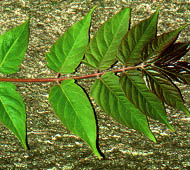 Tree of Heaven  (Ailanthus)