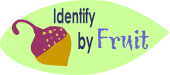 Identify by fruit