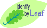 Identify by leaf